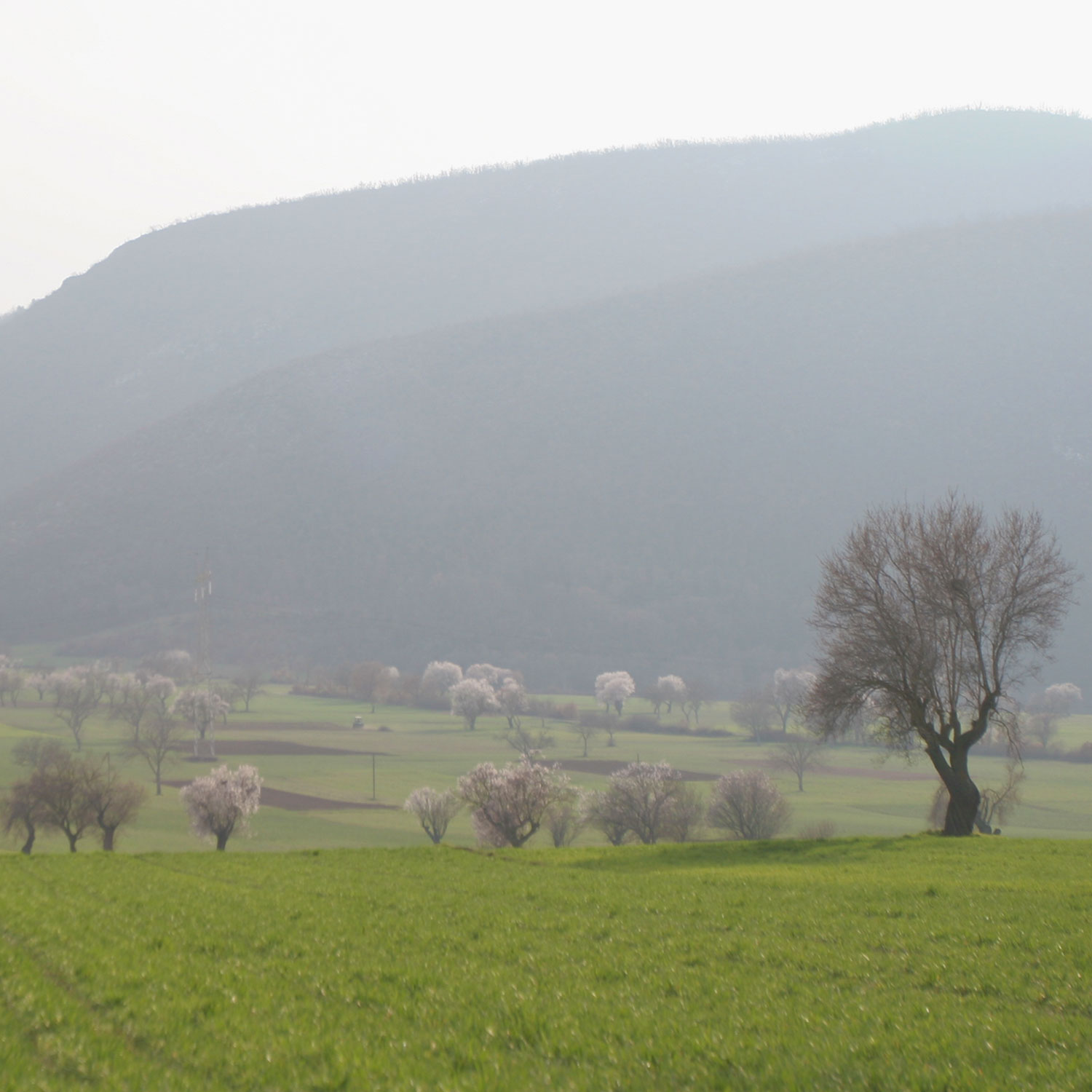 Le plateau de Navelli, Abruzzes