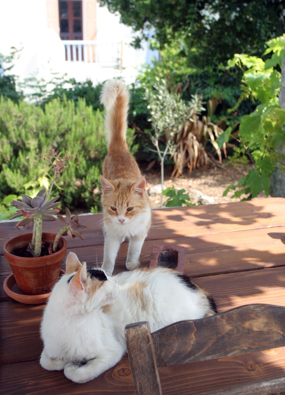 Chats d'une maison de Hora, Mykonos