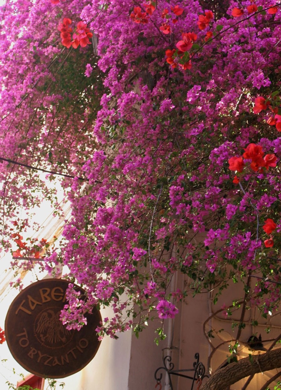 Bougainvilliers de Nauplie