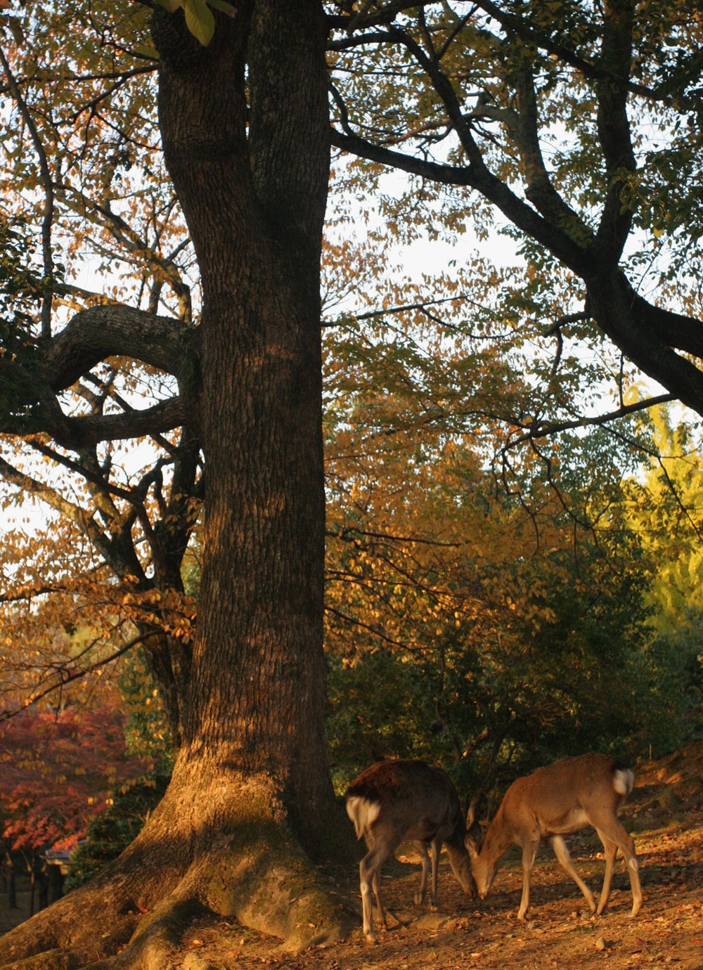 Dains du parc de Nara