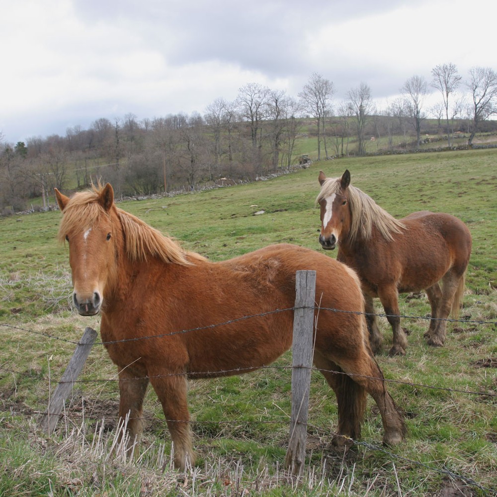 Chevaux du Cantal