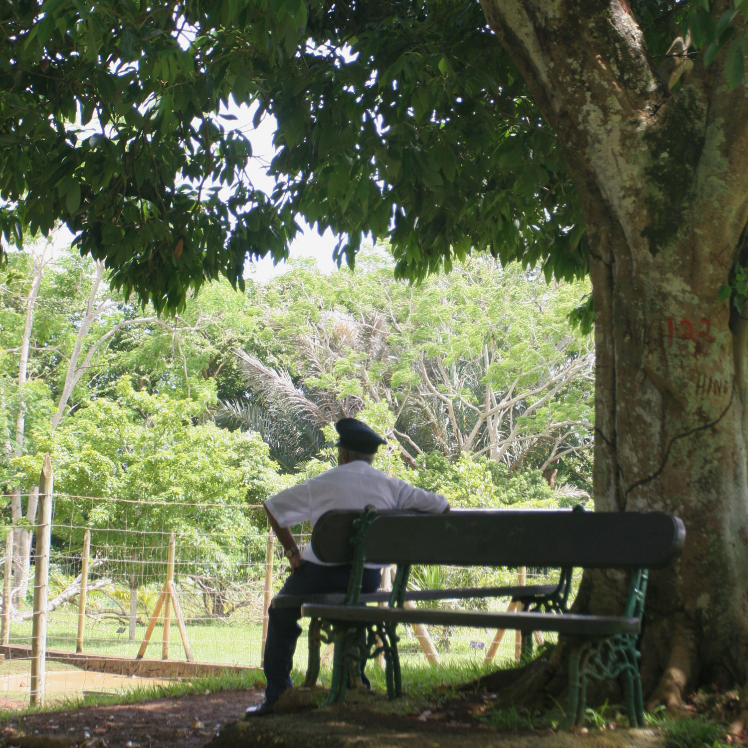 Gardien sur un banc du jardin botanique de Pamplemousses (Île Maurice)