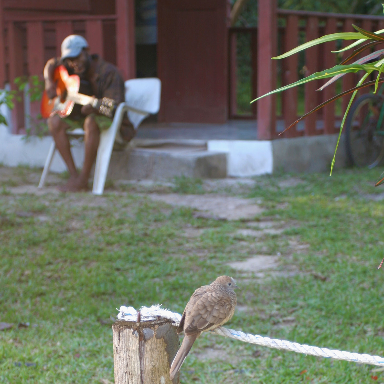 Tourterelle striée et guitariste, Praslin