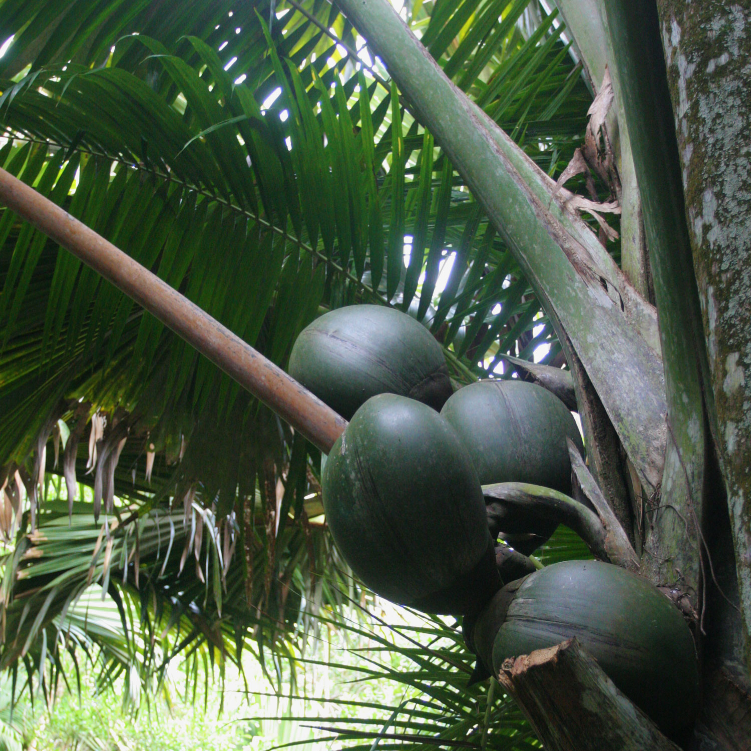 Cocotier de mer (femelle), Praslin