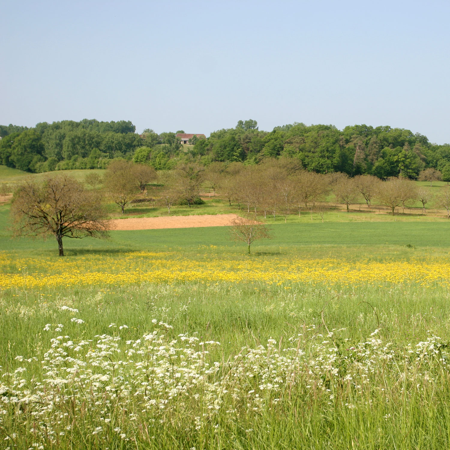 Champ près du village de Nailhac
