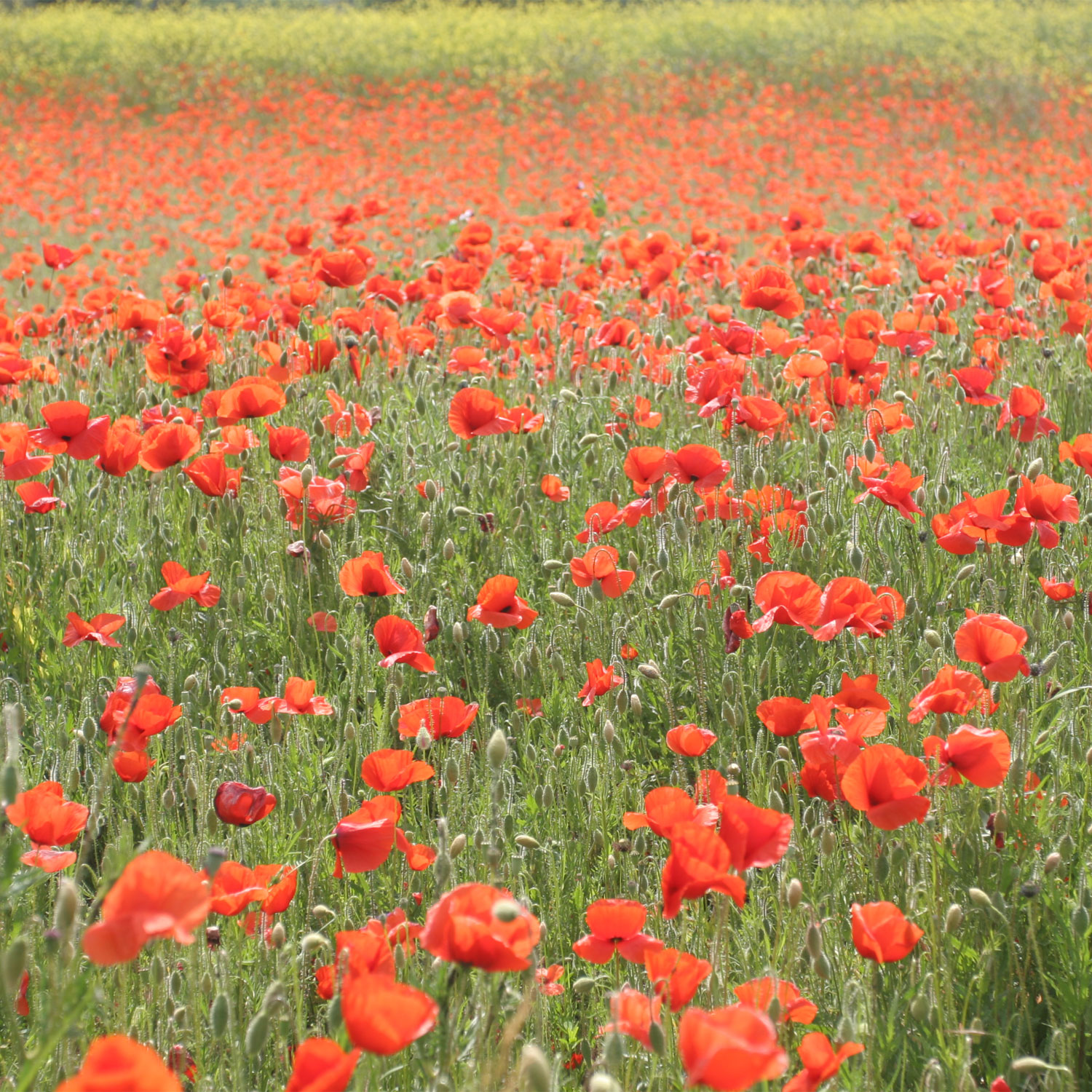 Champ de coquelicots du Périgord noir